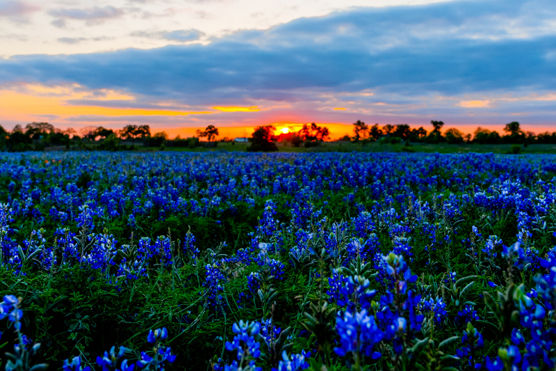 solo female traveler looking out at a field of Texas bluebonnet flowers