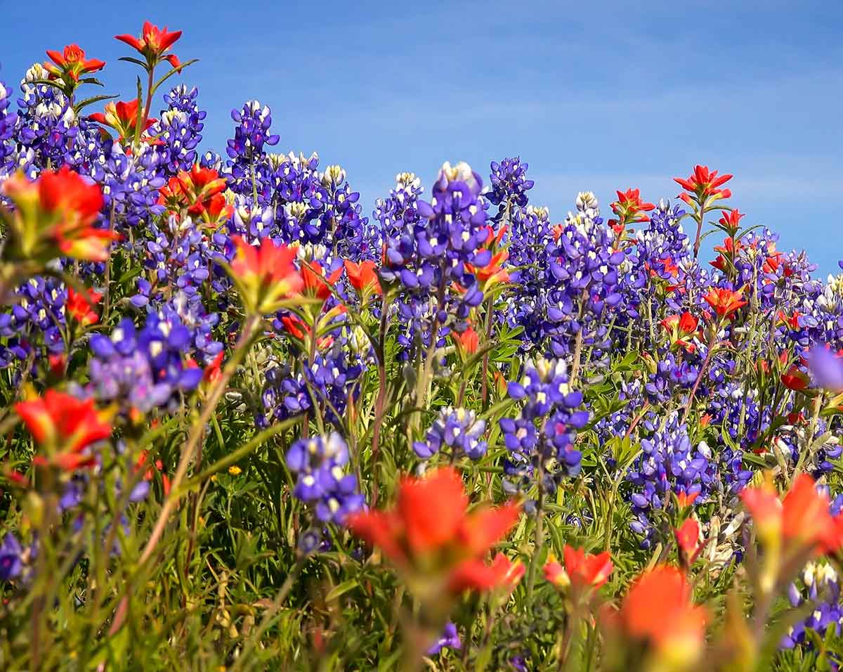 A field with Texas bluebonnets.