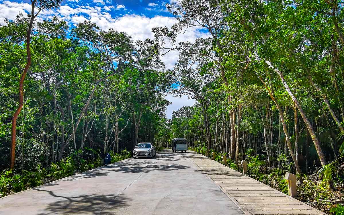 Road way and moving cars in tropical jungle nature in Tulum Quintana Roo Mexico.