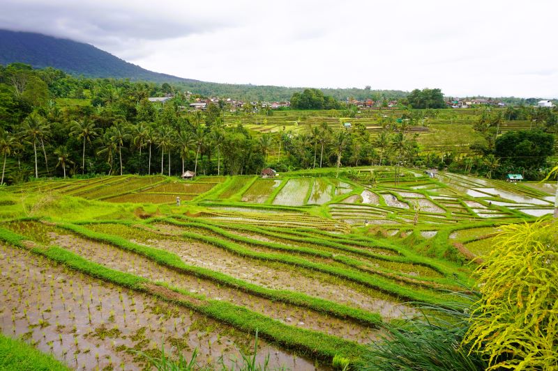 Jatiluwih Rice Terraces in Bali