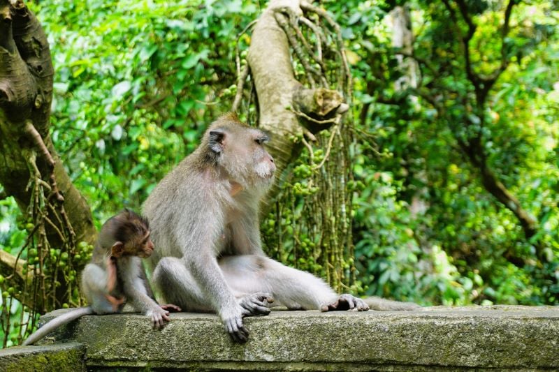 monkeys at the Ubud Monkey Forest
