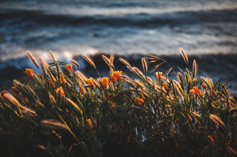 Golden Poppies — the California State Flower — at sunset at Pismo Beach