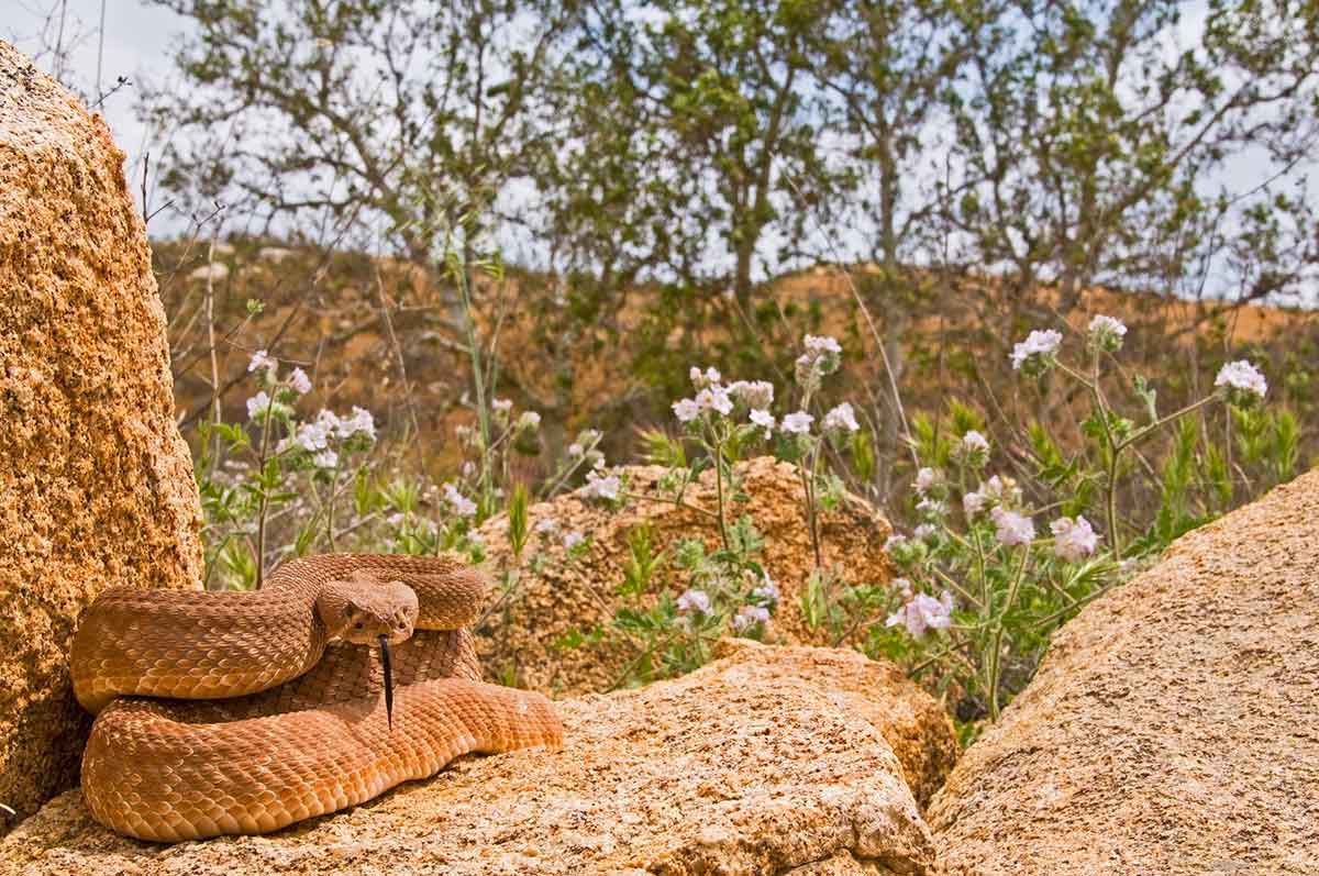 A Red Diamond Rattlesnake in a Pismo Beach hiking trail.