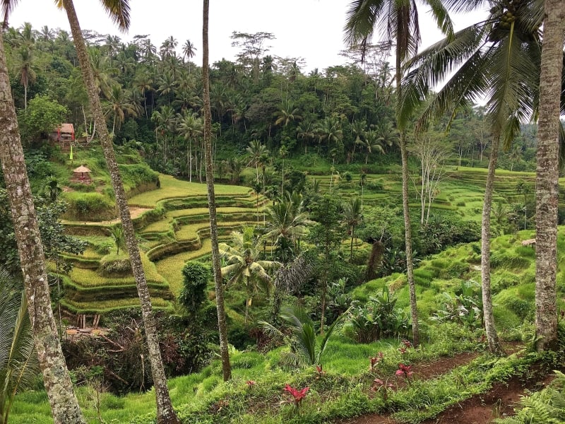lush green Tegalang Rice Terraces near Ubud