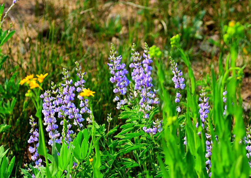 Wildflowers in Pismo Beach.