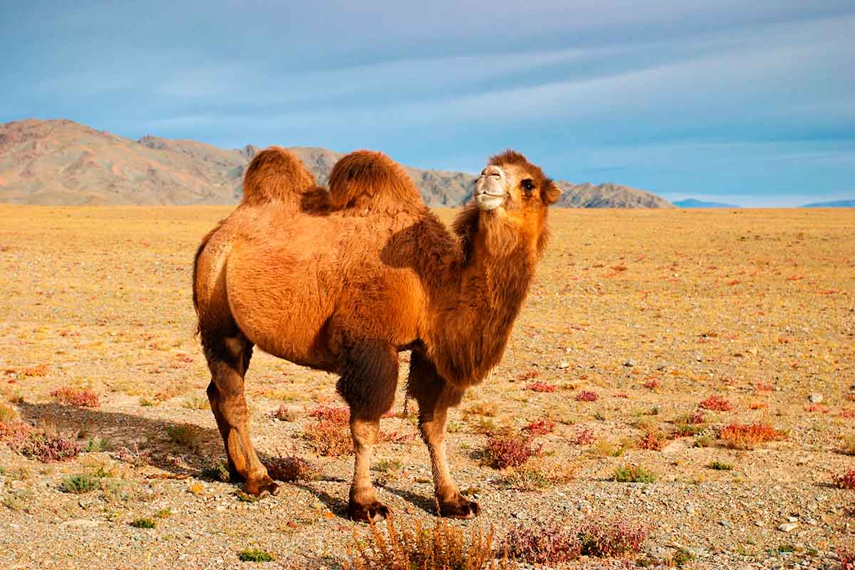 Double-humped Bactrian camel.