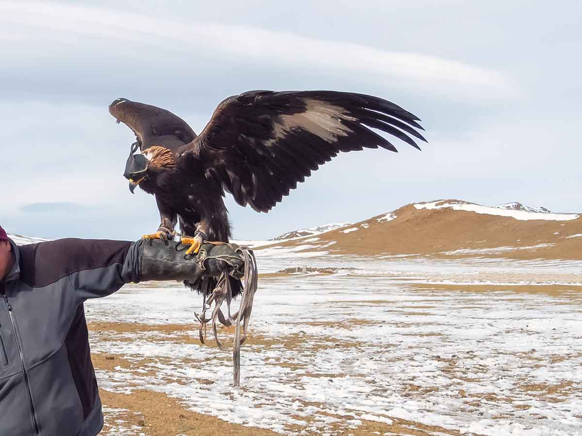 Portrait of a hunting golden eagle on the background winter mountains.