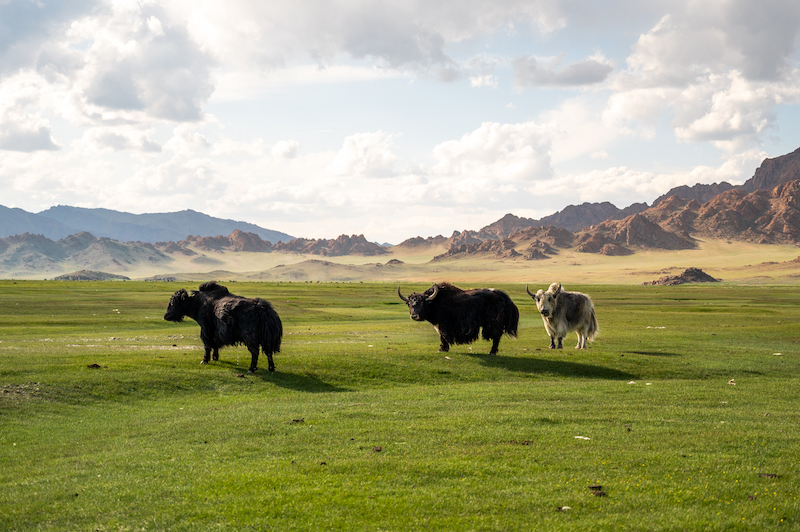 visiting Mongolia in the summer and seeing yaks