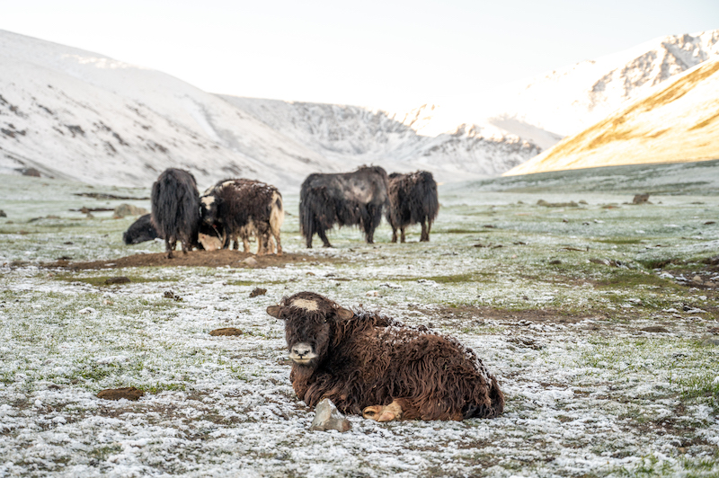 cows, sheep, and yaks grazing in the snow in Mongolia