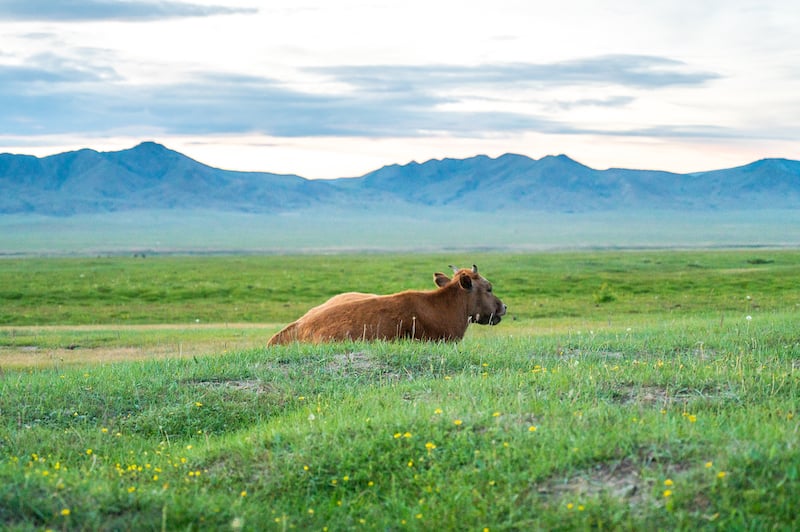 cow grazing at sunset near Hustai National Park