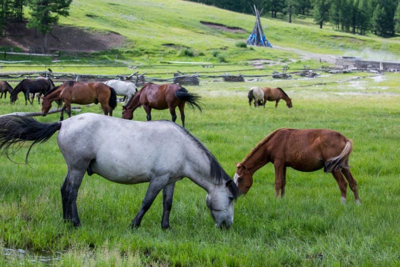 Horses at Tsenkher Hot Springs, one of the best places to visit in Mongolia