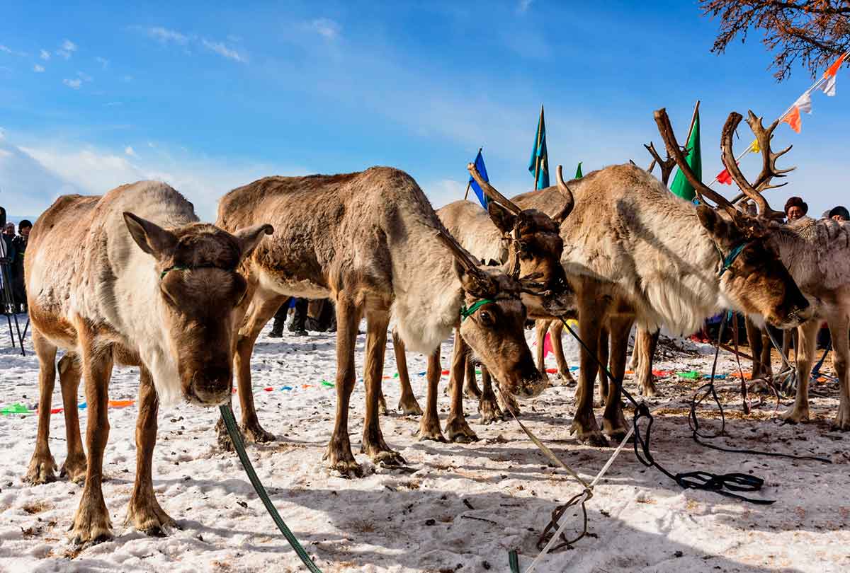 Four reindeers stay with rope stay outdoor. Khuvsgul, Mongolia.