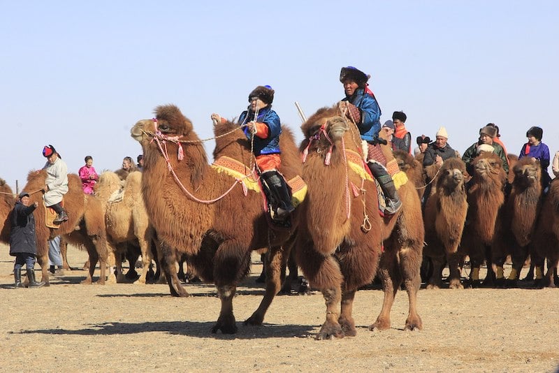men riding camels during one of the top festivals in Mongolia