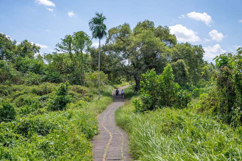 Campuhan Ridge Walk in Ubud