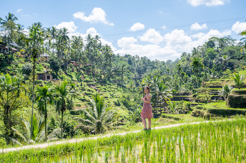 traveler walking through the rice fields at Tegalalang Rice Terrace in Ubud