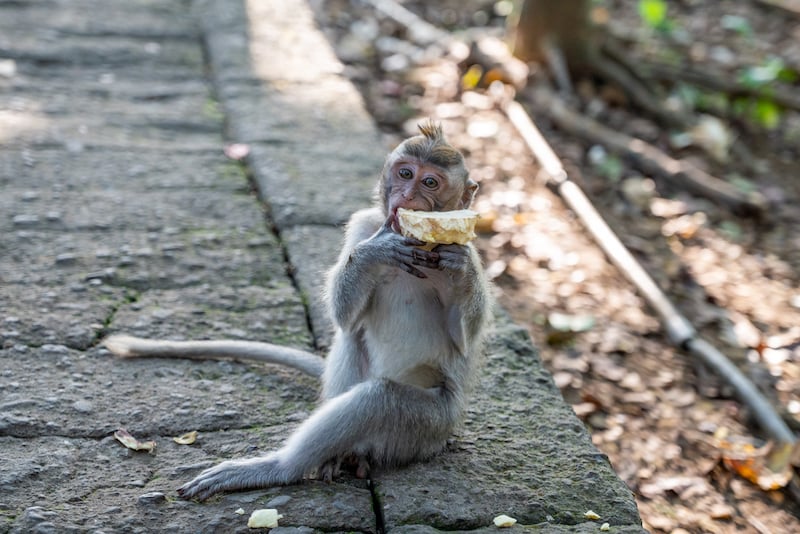 monkey eating at the Sacred Monkey Forest Sanctuary in Ubud, Bali