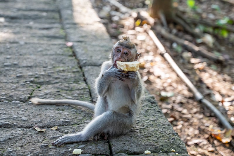 traveler visiting the Sacred Monkey Forest Sanctuary during 3 days in Ubud