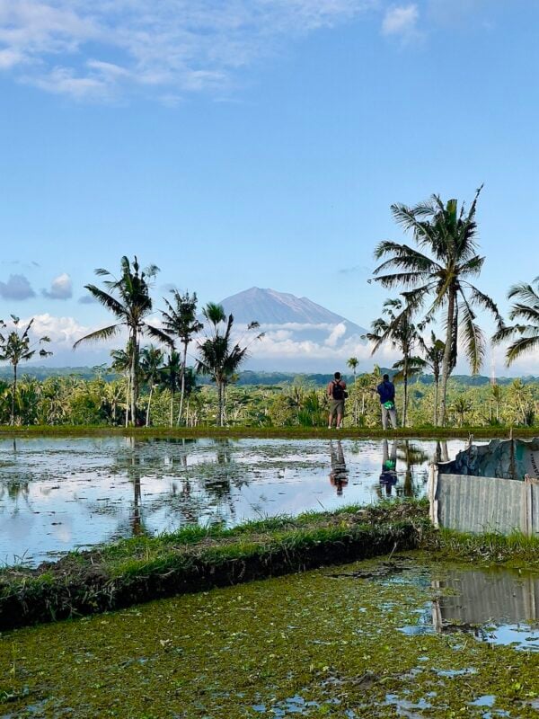palm trees and rice fields with Mount Agung in the distance