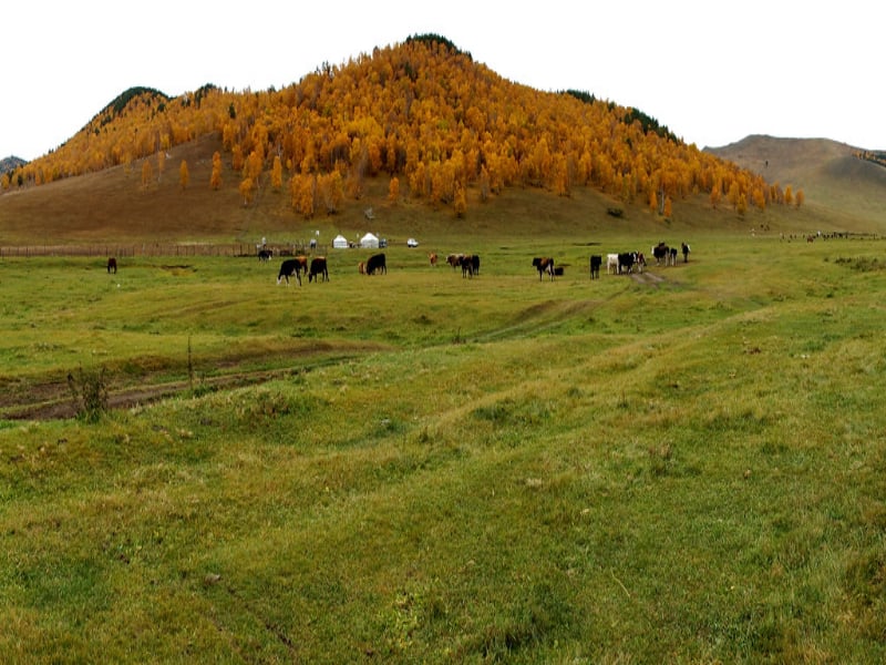 fall is the best time to visit Mongolia thanks to the foliage