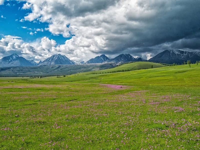 lush Mongolian landscape in spring