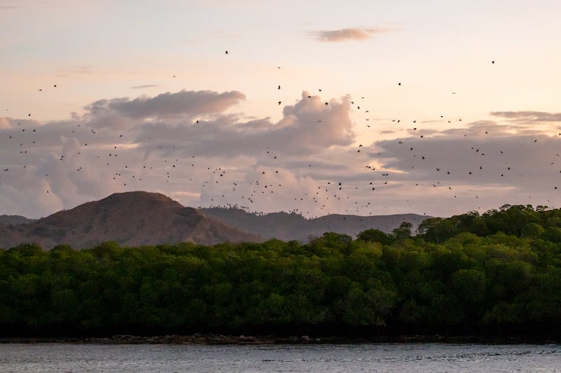 bats flying up from Kalong Island in the Komodo Islands at sunset