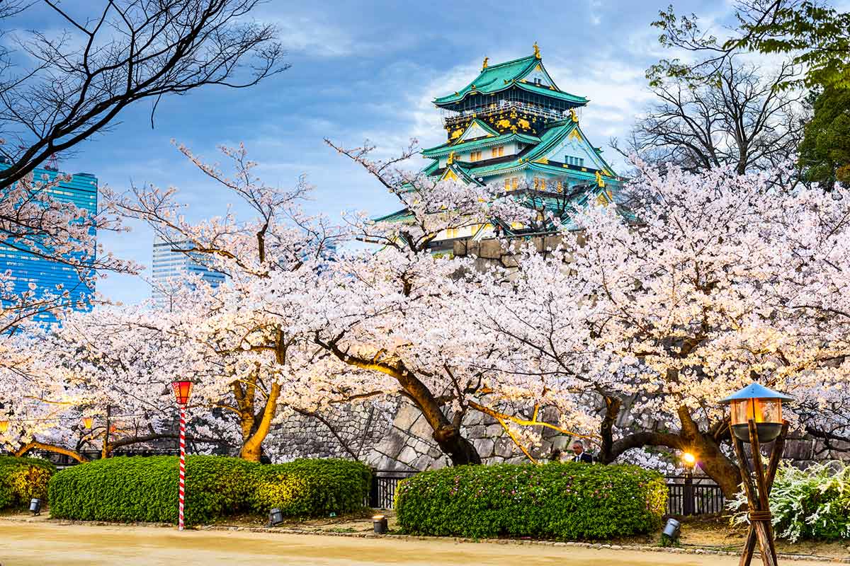 Cherry blossoms in Osaka Castle, Japan.