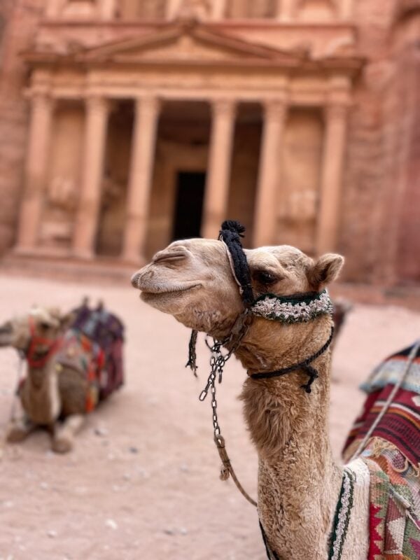 camels in front of the Treasury in Petra