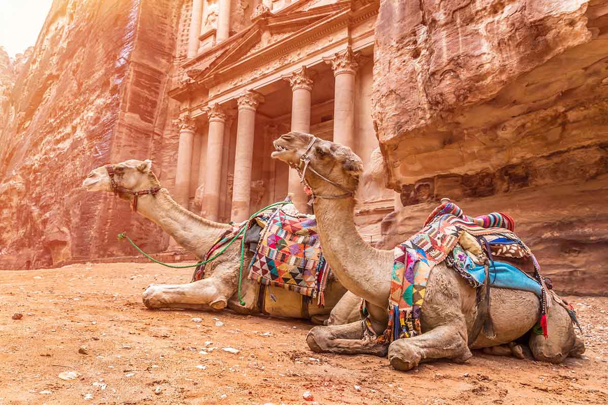 Two bedouin camels rests near the treasury Al Khazneh carved into the rock at Petra, Jordan.