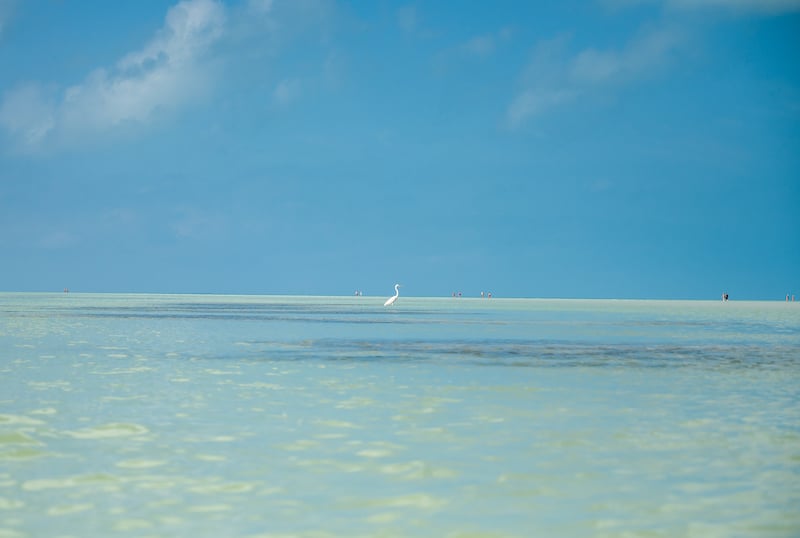 translucent water in Isla Holbox with a bird standing on a sandbar