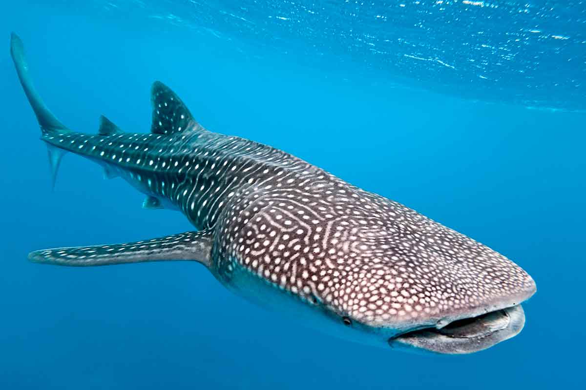 A close up photo of a whale shark in Holbox, Mexico.