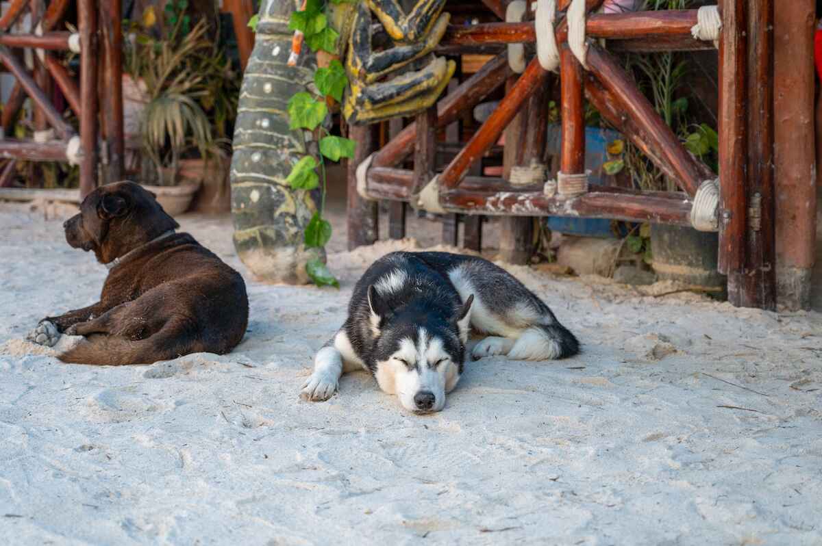 Sleepy dogs in the sandy streets of Holbox Town on Isla Holbox, Mexico