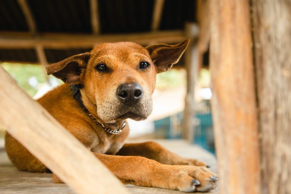brown dog at the Refugio Holbox Animal Sanctuary in Isla Holbox, Mexico