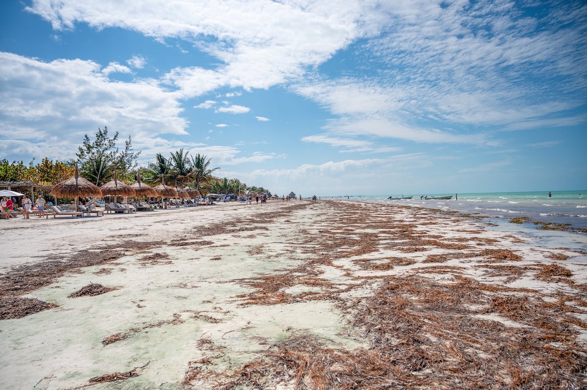 sargassum along Playa Holbox on Holbox Island, Mexico