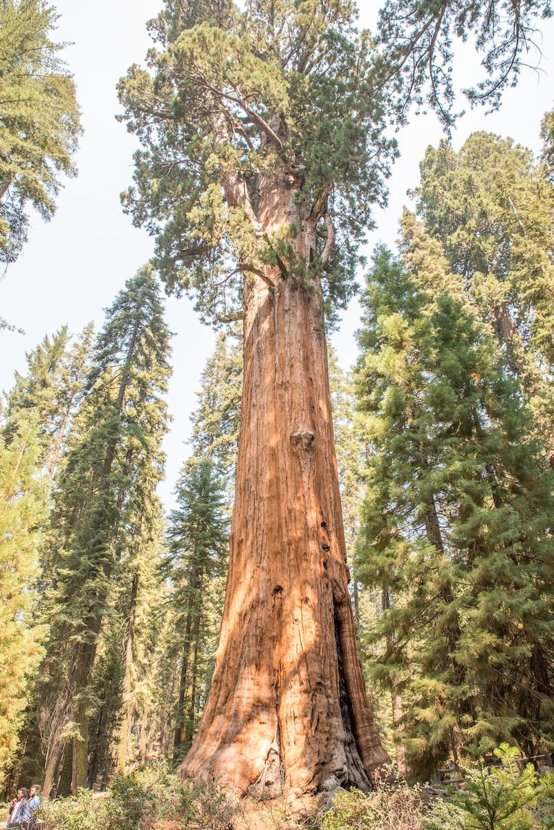 woman hiking around the famous big trees of Sequoia National Park. Photo via Jessie Festa.