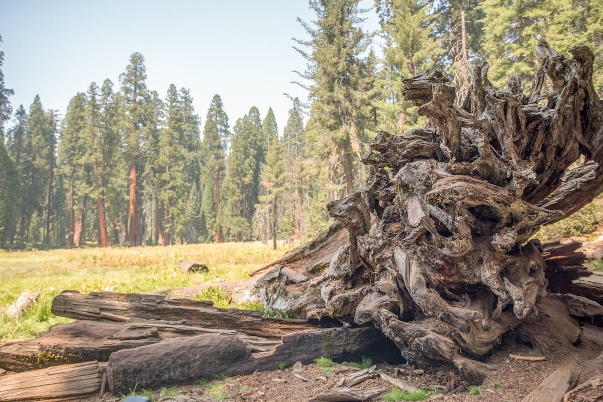 woman hiking while seeing a giant trunk of a big tree in Sequoia National Park