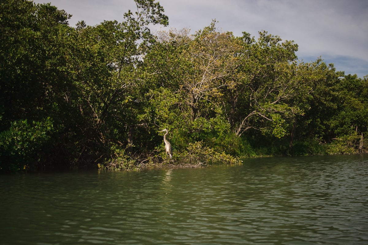 a bird sitting in the mangroves of Holbox Island, Mexico