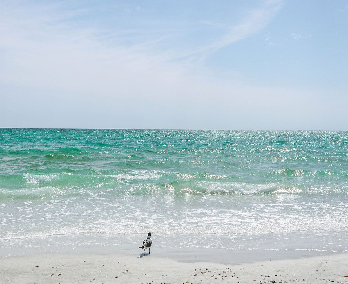 seagull staring out at turquoise waters lapping up against the beautiful white sand St Pete Beach in Florida