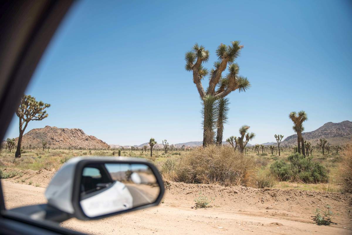 traveler looking out of the car window at Joshua Trees during a road trip from Califoria from Los Angeles