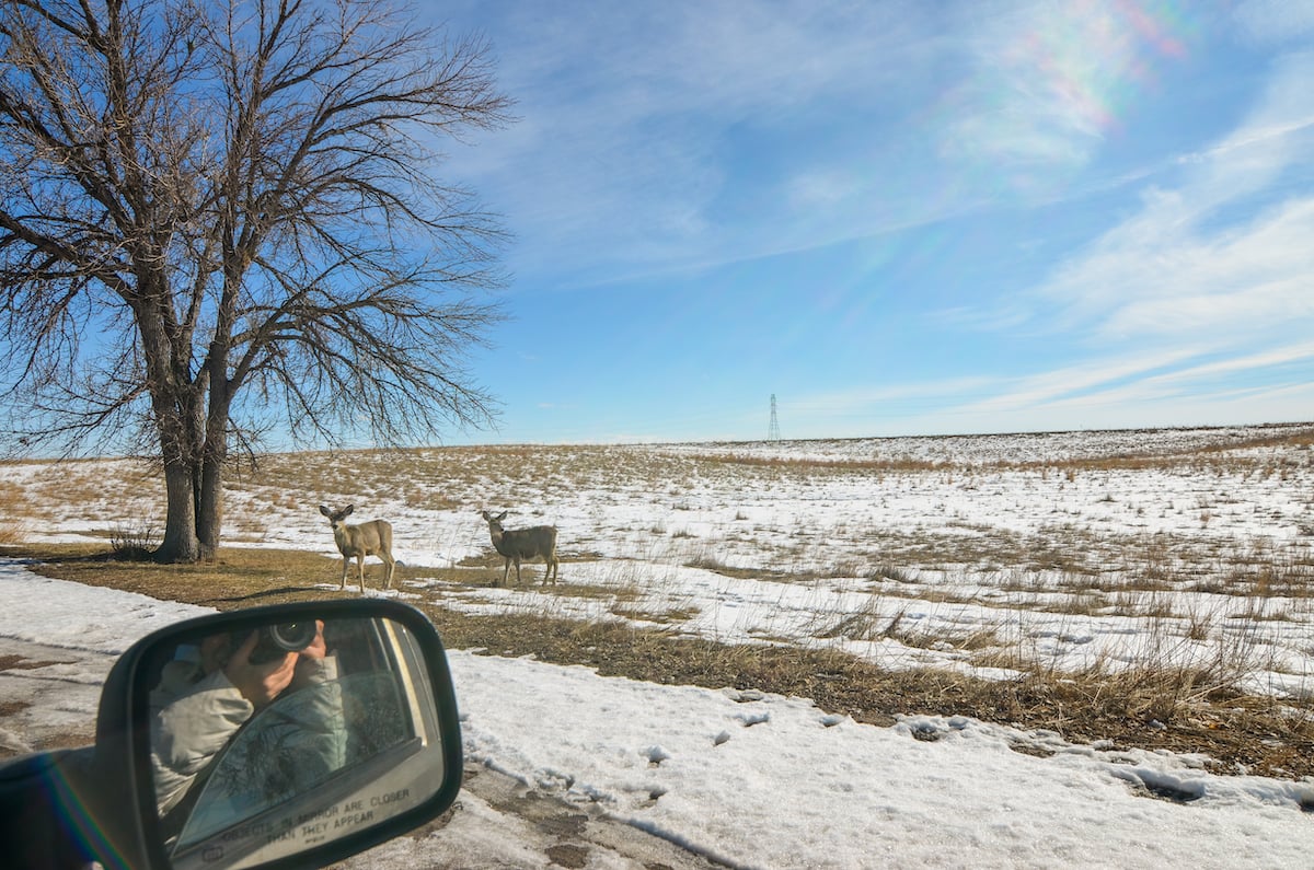 Two deer standing in a snowy field next to a tree, with a car's side mirror and photographer visible in the foreground, under a clear blue sky. A common sight while driving through Colorado.