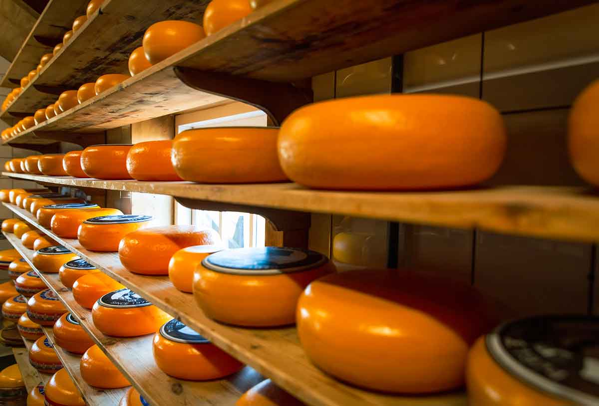 shelves full of Dutch cheeses that are free to sample in Amsterdam