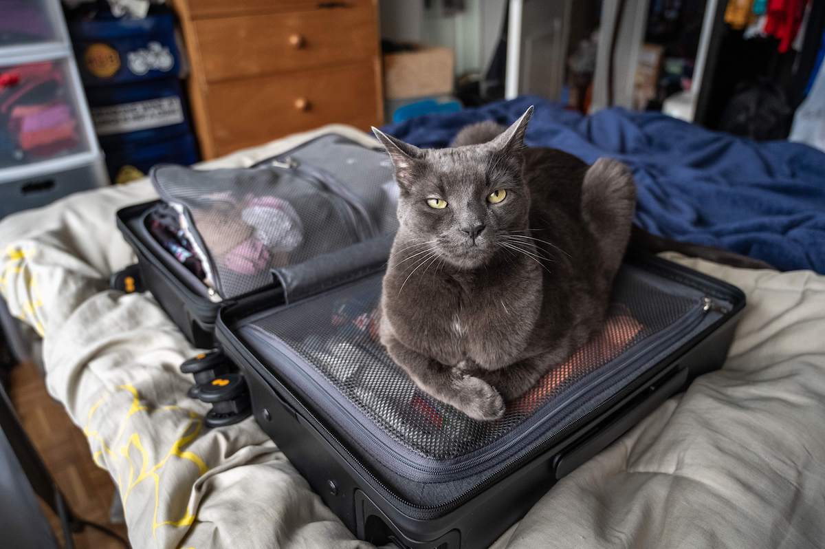 grey cat on top of a LEVEL8 Luminous Textured cabin suitcase that is packed and ready for travel