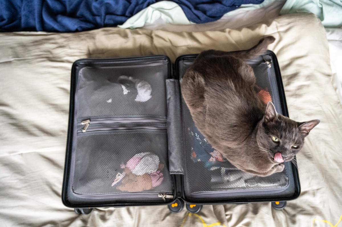 grey cat on top of a LEVEL8 Luminous Textured cabin suitcase that is packed and ready for travel