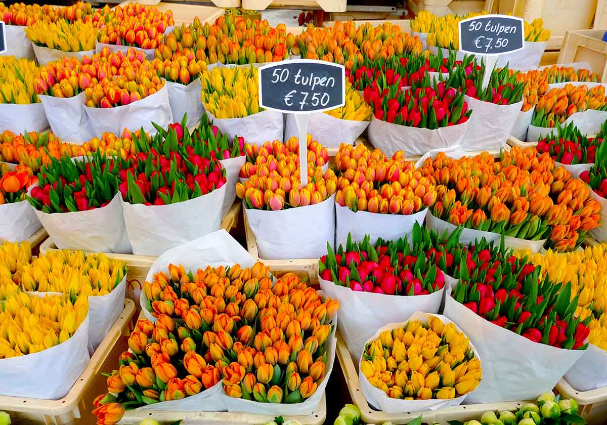 tulips from a florist shop along the canal-front Bloemenmarkt in Amsterdam.