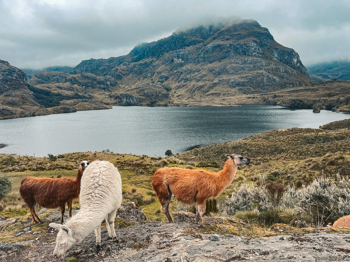 Llamas grazing at the edge of a small lake in Cajas National Park near Cuenca