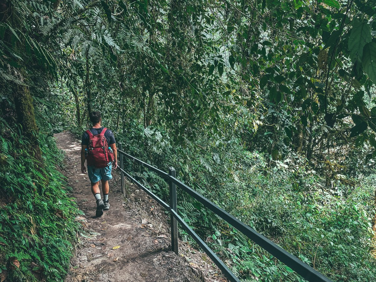 A solo traveler walking along a trail through the lush cloud forest in Mindo, Ecuador, enveloped by dense greenery and vibrant plant life, making it a prime destination for those traveling alone and seeking nature's beauty.