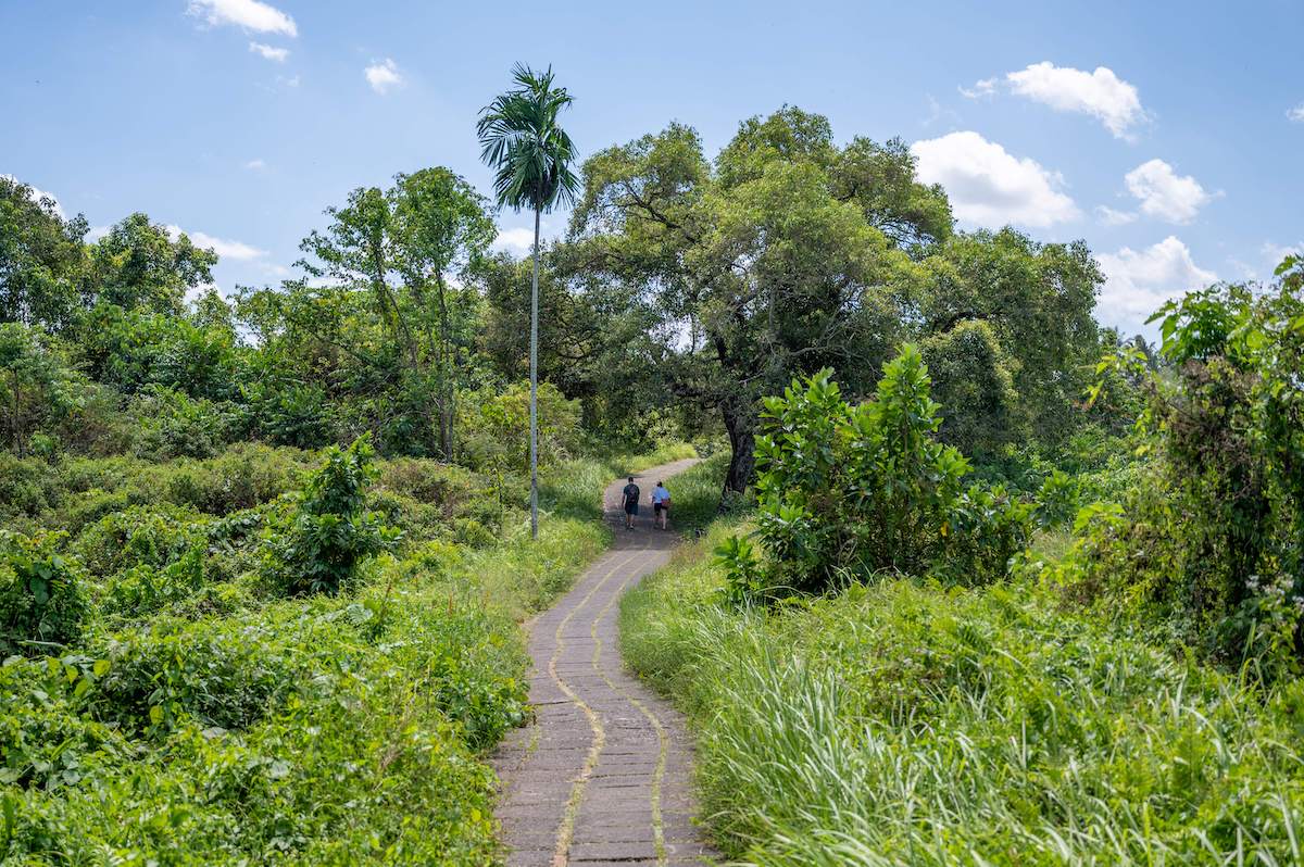 Scenic path lined with lush plants and tropical trees along the Campuhan Ridge Walk tourist attraction in Ubud, Bali