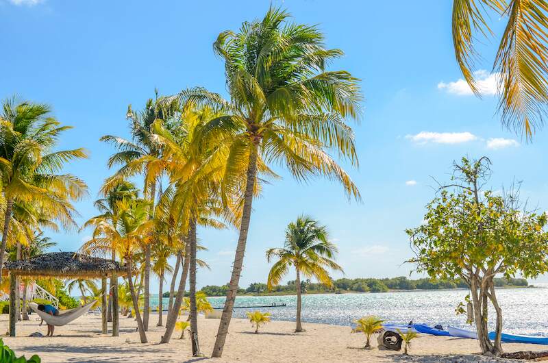 beautiful beach filled with palm trees and hammocks on Grand Cayman in the Caribbean