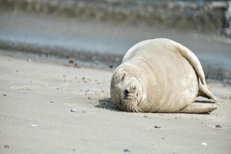Harbor Seal on Long Island laying on the beach