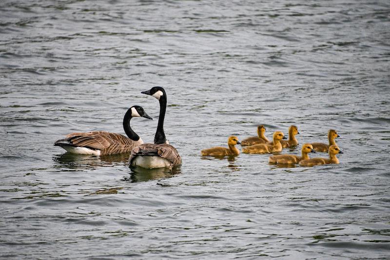 seeing Canada Geese in the water while hiking on Long Island in Blydenburgh County Park