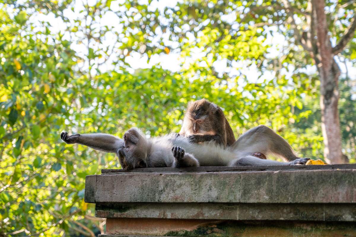 Monkeys relaxing in the Ubud Monkey Forest, a must-visit tourist attraction in Bali